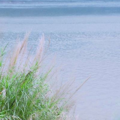 青海湖畔群鸥争食 吸引众多观鸟者